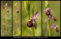 Ophrys-argolica2